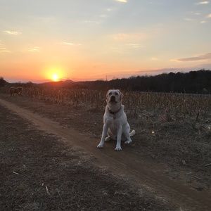 Meet your Posher, Bella